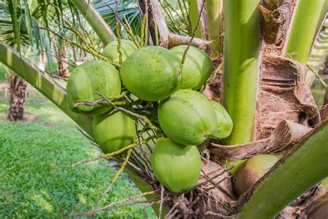 How to Grow Coconut from Seed at Home: Germination Process, Soil, and Climate Requirements