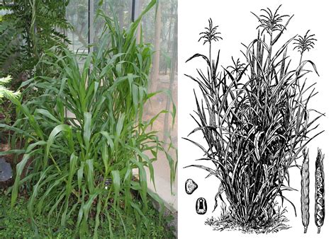 Teosinte and the domestication of maize - Earth@Home: Evolution