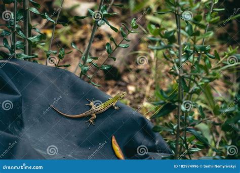 Italian Wall Lizard. Reptile in the Wild. Daytime Stock Photo - Image of lacerta, close: 182974996