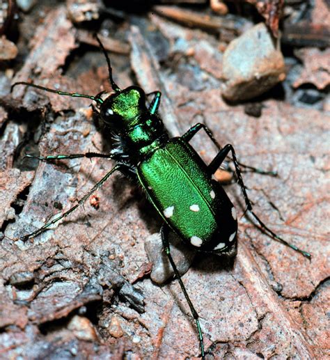 With the sun shining off its iridescent blue-green elytra, the green tiger beetle resembles an ...