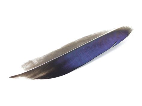 Mallard Duck Quill Feathers (Natural) – Feather Buy