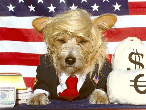 trump Halloween dog costume - Celebrity Pet Worth