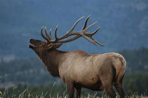 Rocky Mountain Single Bull Elk Bugle Photograph by Zach Rockvam - Pixels