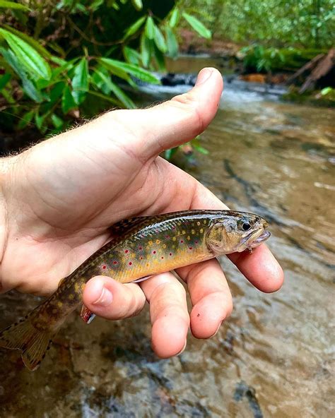 Toccoa River Trout Fishing Guide