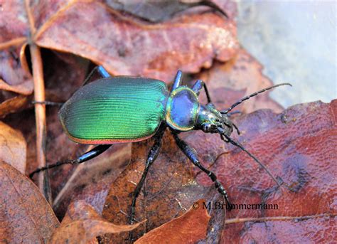 Arizona: Beetles, Bugs, Birds and more