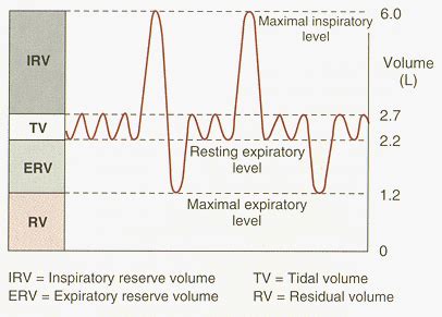 Physiology II -- Pulmonary ventilation