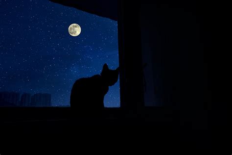 Night Vision: Can Cats See in the Dark? - AskVet