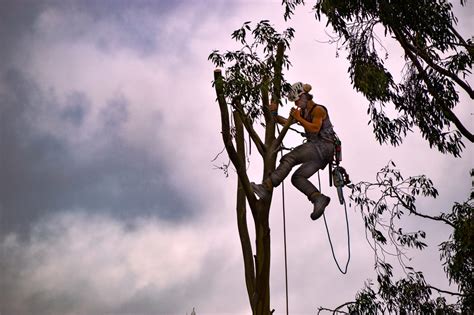 Tree Removal: When Not to DIY, and When It’s Ok