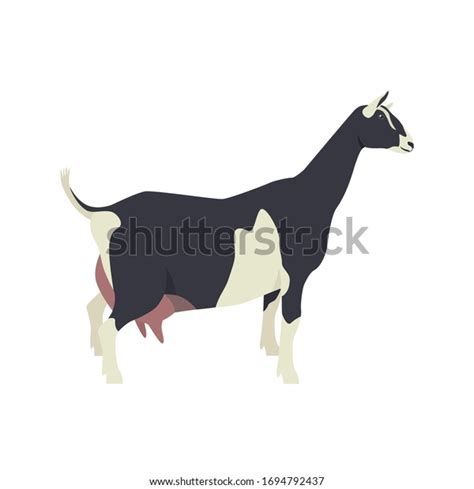 Sable Goat Breeds Domestic Farm Animals Stock Vector (Royalty Free) 1694792437 | Shutterstock