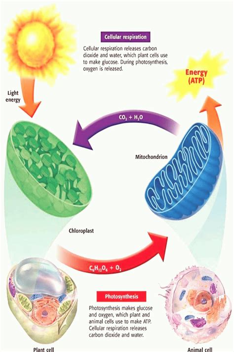 Cool Animated Photosynthesis Gif References