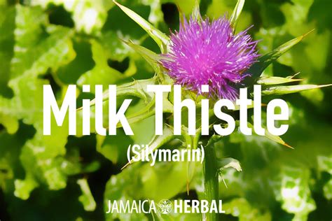 7 Milk Thistle Tea Benefits that truly elevate your health — Jamaica Herbal