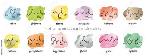 Set of chemical formula of the amino acids is isolated on colorful ...