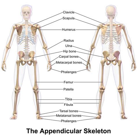 attachment and functions of upper the Appendicular Skeletal System human appendicular skeleton ...