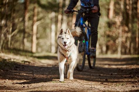 Running Siberian Husky Sled Dog in Harness Pulling Bike on Autumn ...