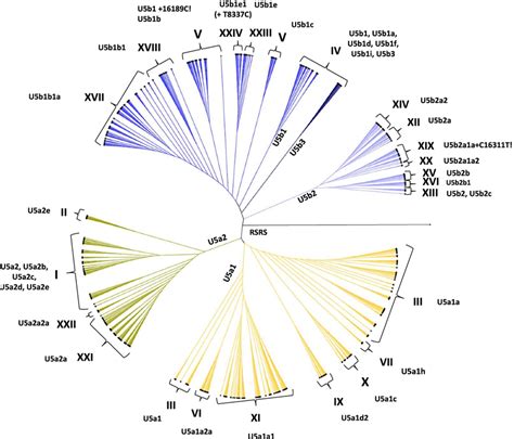 A phylogenetic tree with 23 hierBAPS groups of haplogroup U5 mitogenome ...