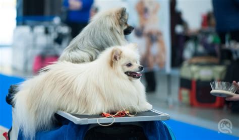 The Pet Grooming Shows & Conventions You Need to Attend This Year - QC Pet Studies