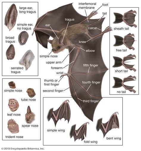 Bat - Flight, Echolocation, Nocturnal | Britannica | Bat mammal, Bat anatomy, Bat species