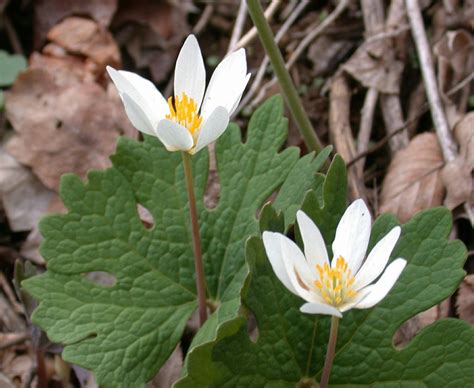 North Carolina Native Plants Society - Native Plants Gallery - Sanguinaria canadensis - Bloodroot