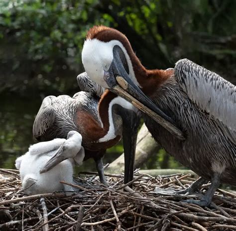 Baby Pelicans: All Facts that You Want to Know