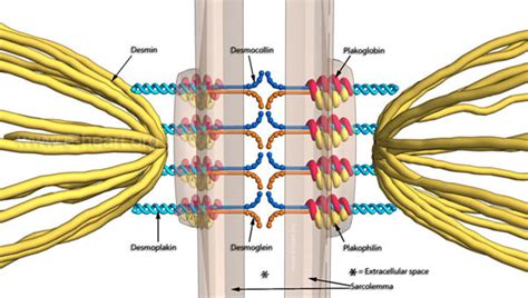 Desmosomes In Cardiac Muscle