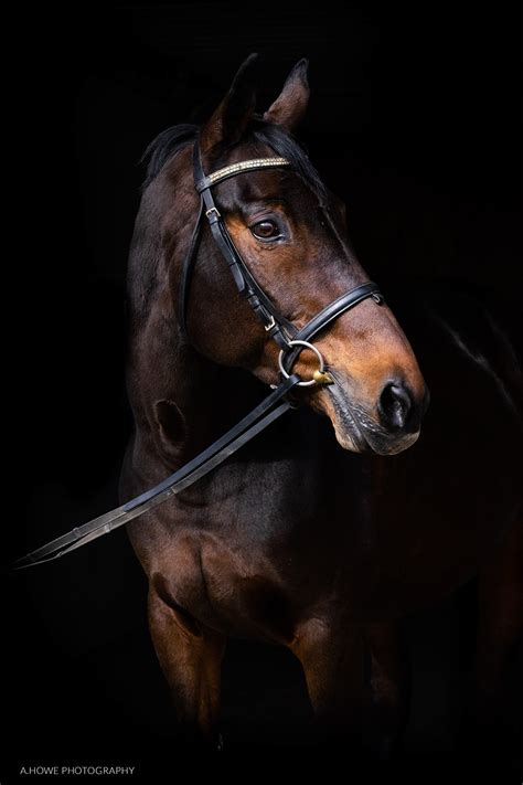 Equine Photography :: Behance