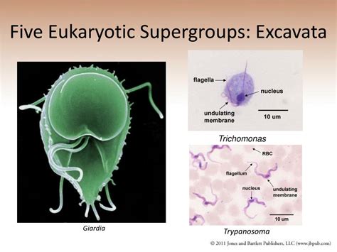 PPT - Chapter 9 Eukaryotic Cells and Multicellular Organisms PowerPoint Presentation - ID:514404