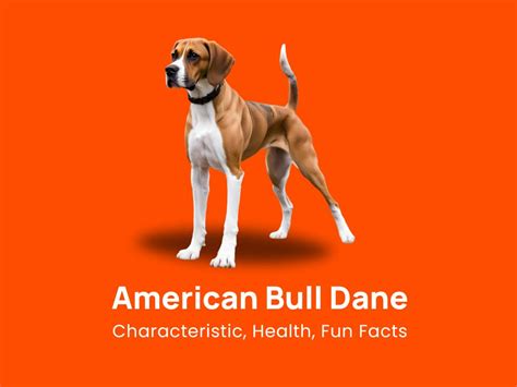 American Bull Dane: Characteristic, Health & Fun Facts!