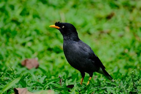 Javan Myna Bird Fauna - Free photo on Pixabay - Pixabay