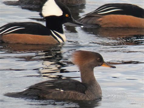 Geotripper's California Birds: A Spectacular Duck: Hooded Mergansers at ...