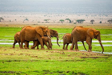 African Elephant Herd Picture And HD Photos | Free Download On Lovepik