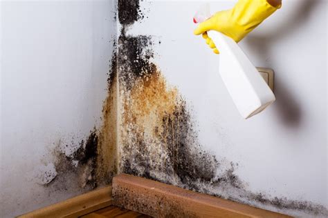 Eight Steps To Removing Mold The Right Way! - NuTech