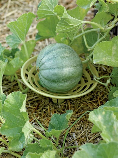 Elevated Melon & Squash | Garden supplies, Lawn and garden, Cucumber trellis