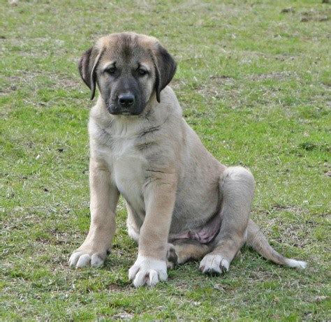 Anatolian Shepherd Dog Info, History, Temperament, Training, Puppy, Pictures