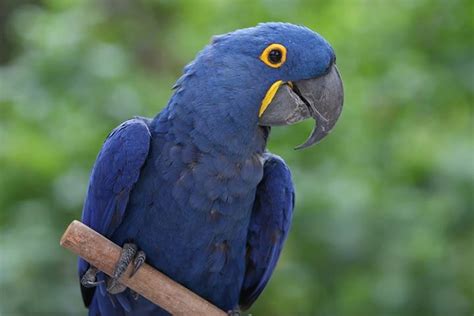 Hyacinth Macaw - Animal Facts for Kids - Characteristics & Pictures