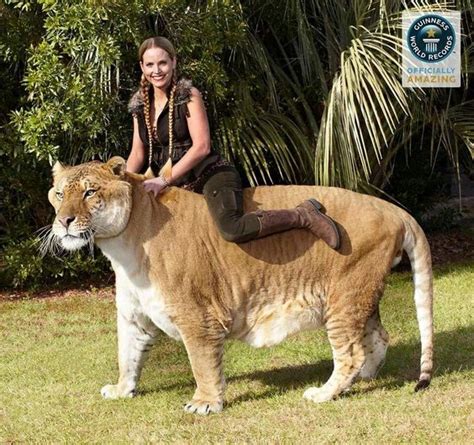 Liger Hercules | The Biggest Cat in the World | Reckon Talk