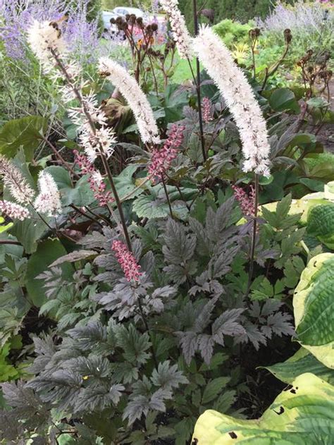 Bugbane Cimicifuga ramosa Brunette from Growing Colors