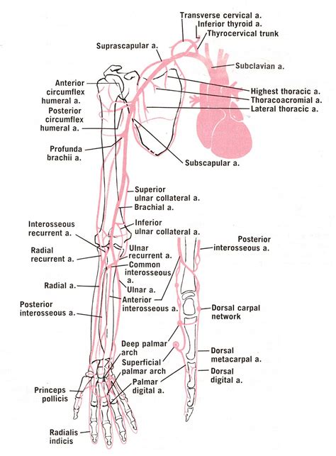 ON - RADIOLOGY: Arteries of upper limb