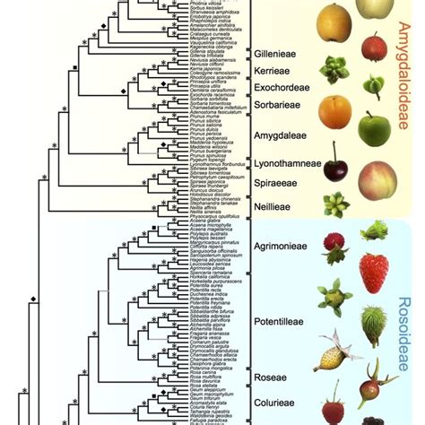 A summary of Rosaceae phylogeny and Rosaceae fruit morphologies. On the... | Download Scientific ...