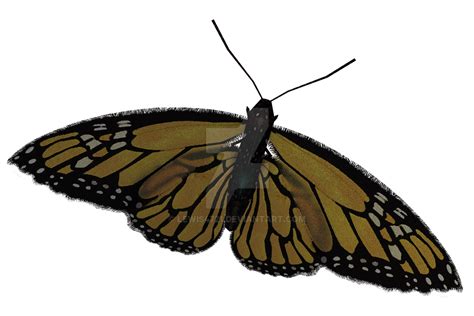 Butterfly Overlay Png 1494 Download