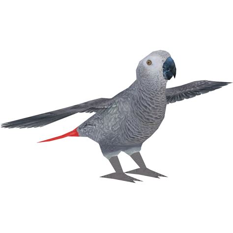Vector Grey Parrot | PNG All