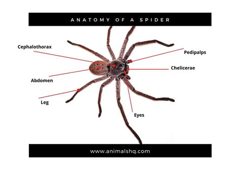 Spider Anatomy For Kids