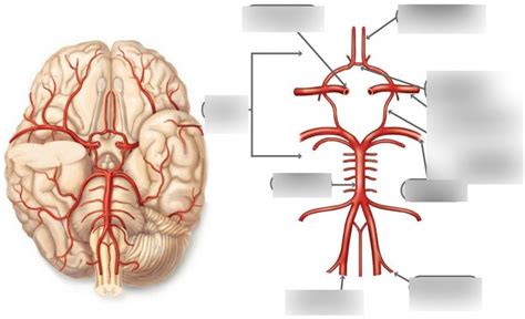 Cerebral Circulation Diagram | Quizlet