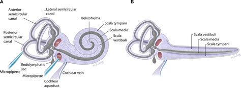 Frontiers | Dye Tracking Following Posterior Semicircular Canal or ...