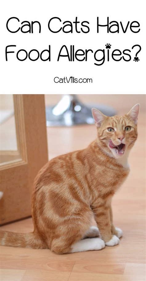 Food Allergies in Cats - What You REALLY Need to Know - CatVills