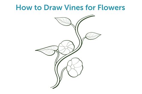 Flower Vines Drawings