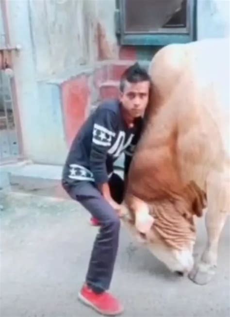 Only that bull's neck muscle looks heavier than the human : r/HumanForScale