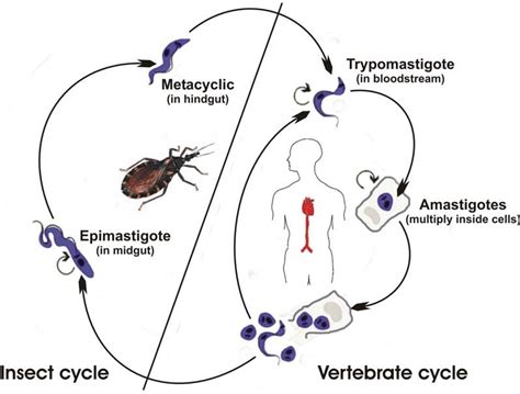 Trypanosoma Life Cycle In Humans