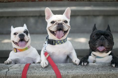 9 Bulldog Breeds: History, Differences, and Why You'll Love Them