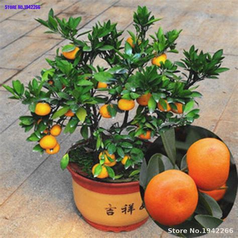 25 PCS Bonsai Orange Potted Edible Tangerine Citrus Fruit Dwarf Orange ...