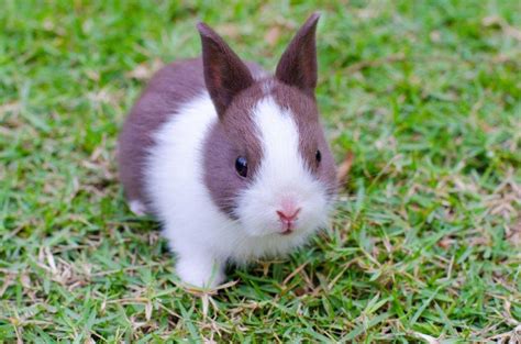 Cute Baby Rabbits – 27 Pics that Will Melt your Heart - Bunnyopia